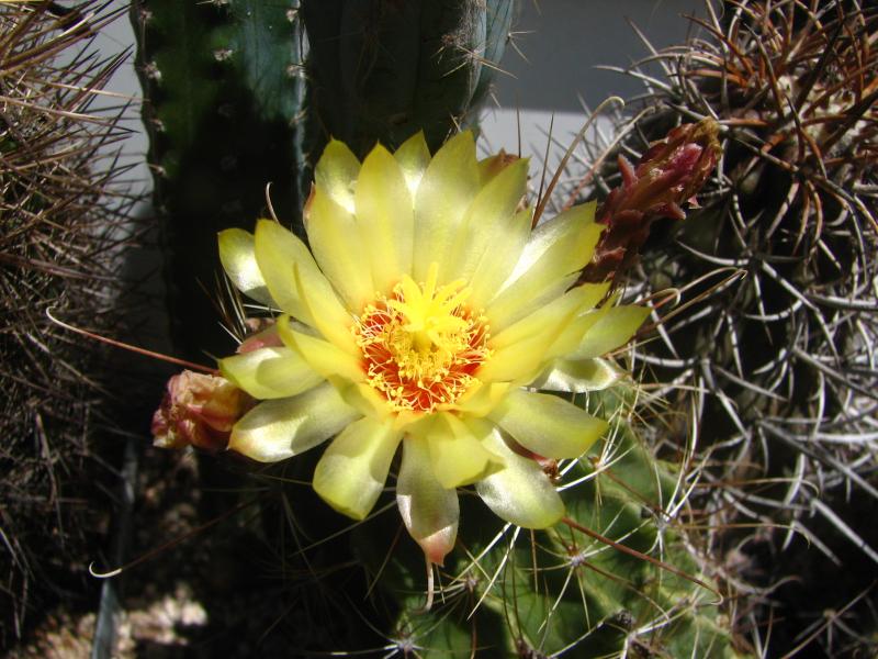 Thelocactus setispinus