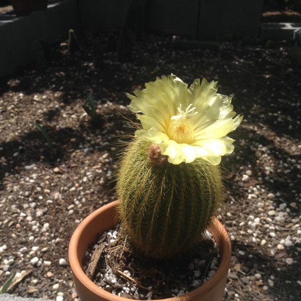 My parodia leninghausii in bloom, with 2 more hopefully to come