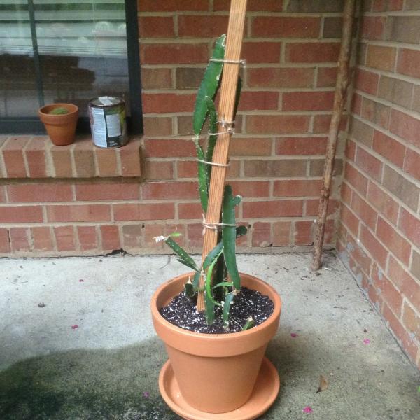 My newly acquired hylocereus undatus, I paid $7 for a big pot of it that was in poor shape. But I've got it really trimmed up and good to go!