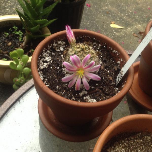 Mamm Blossfeldiana, I tickled the flowers with some deherdtiana pollen on a brush so we will see what happens!