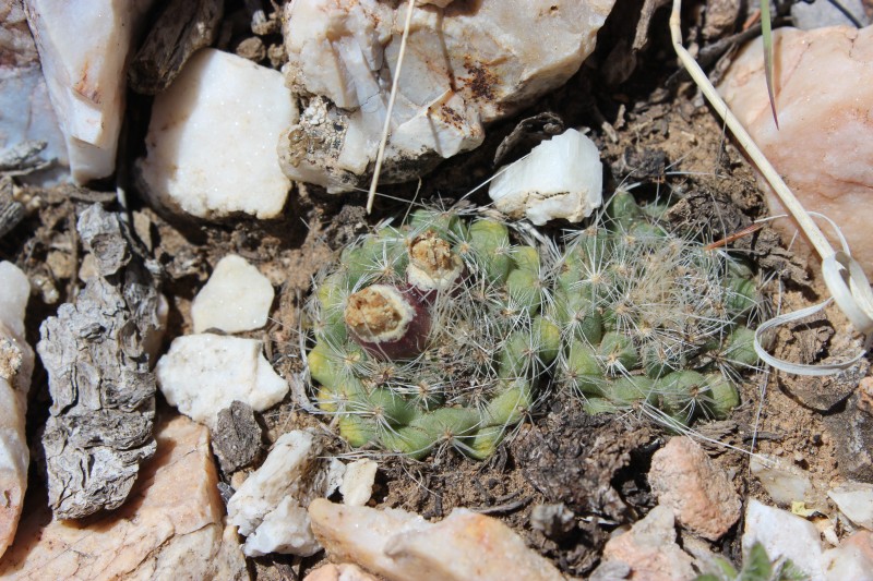 Pediocactus paradinei