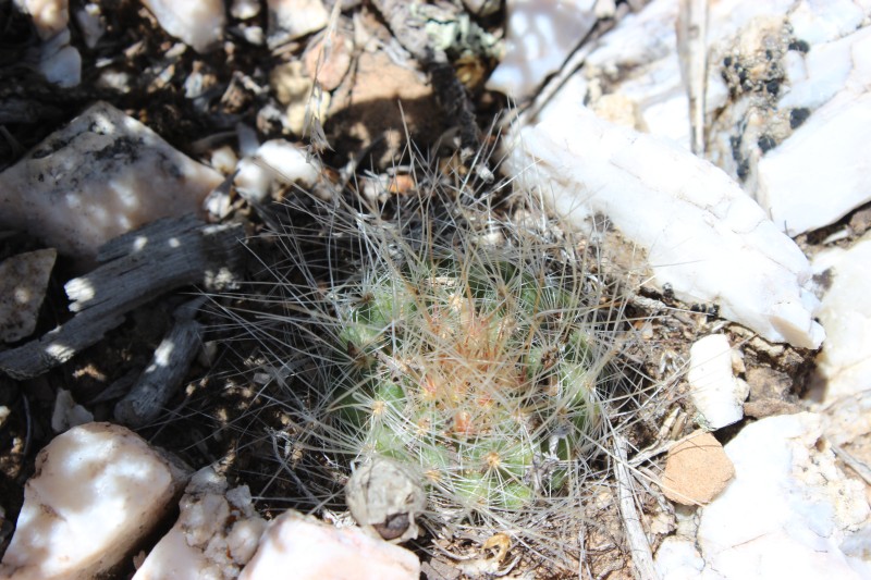 Pediocactus paradinei