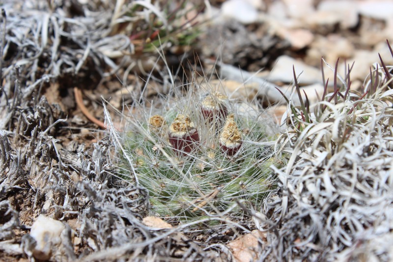 Pediocactus paradinei