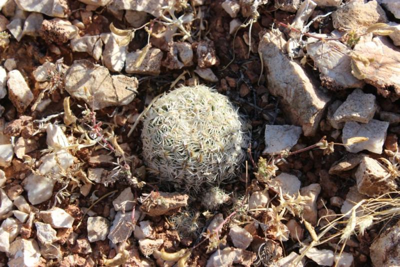 first Pediocactus bradyi what I found