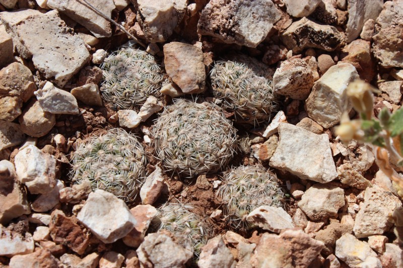 Pediocactus bradyi