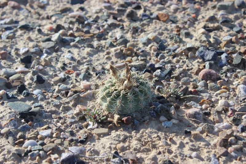 Sclerocactus mesae-verdae