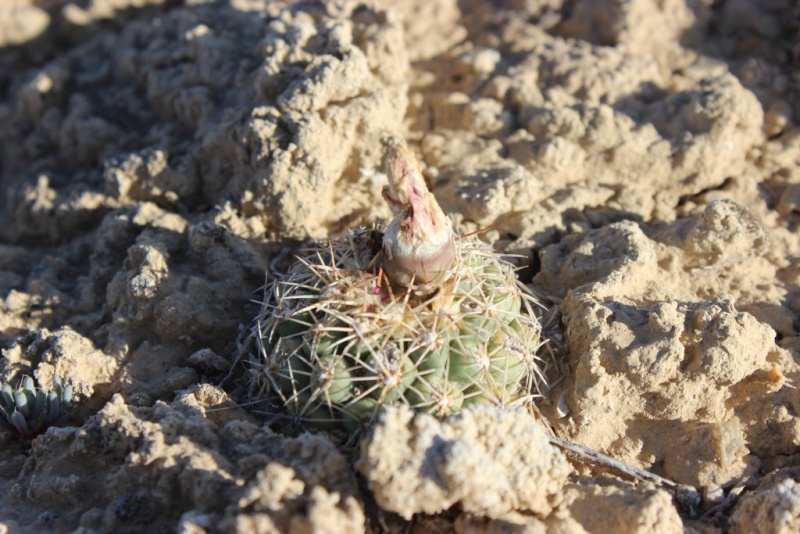 Sclerocactus mesae-verdae