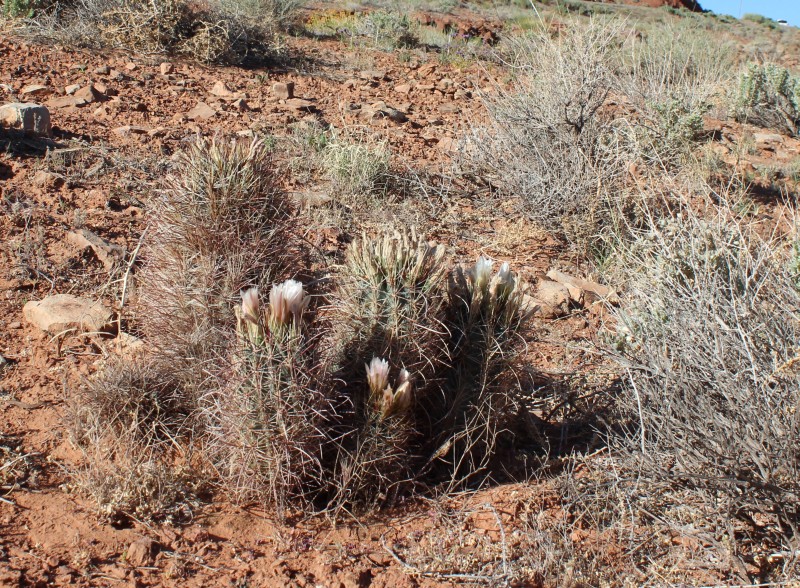 Sclerocactus parviflorus