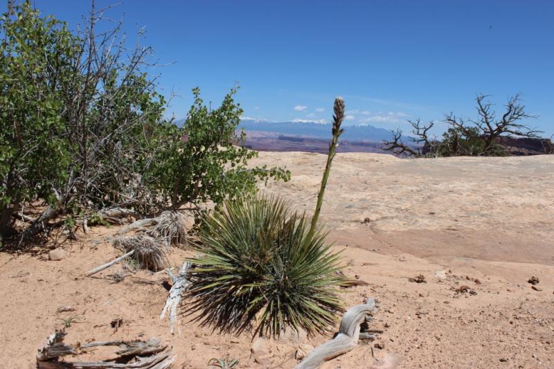 Yucca harrimaniae