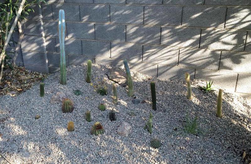 New Brazilian Cactus Garden #3 - AFTER (2015-Jun22).jpg