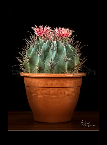 Ferocactus-1.jpg