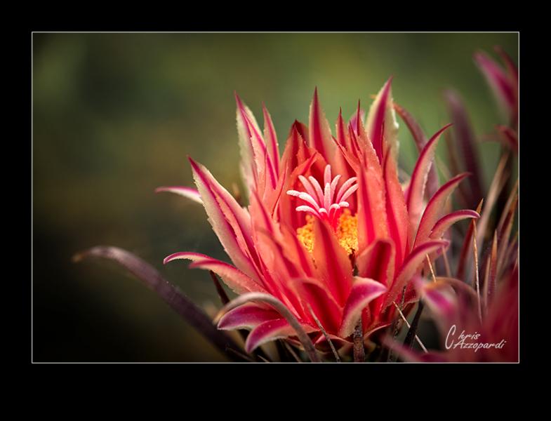 Ferocactus-flower.jpg