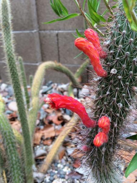 Cleistocactus flavispinus (2015-Jul08).jpg