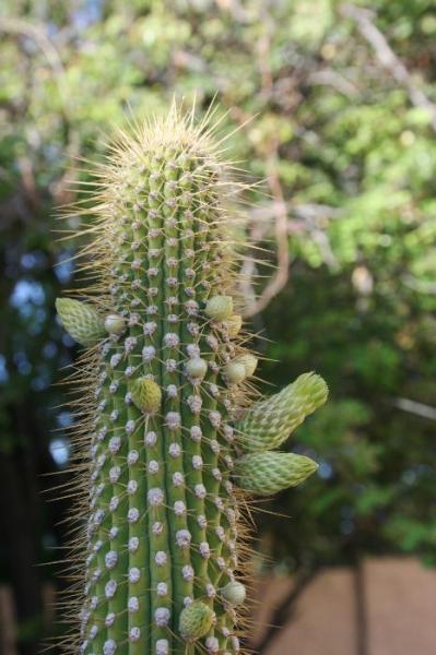 Cleistocactus micropetalus 2 (2015-Jul10)A.JPG