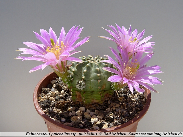 60_Echinocereus_aguirrei.JPG