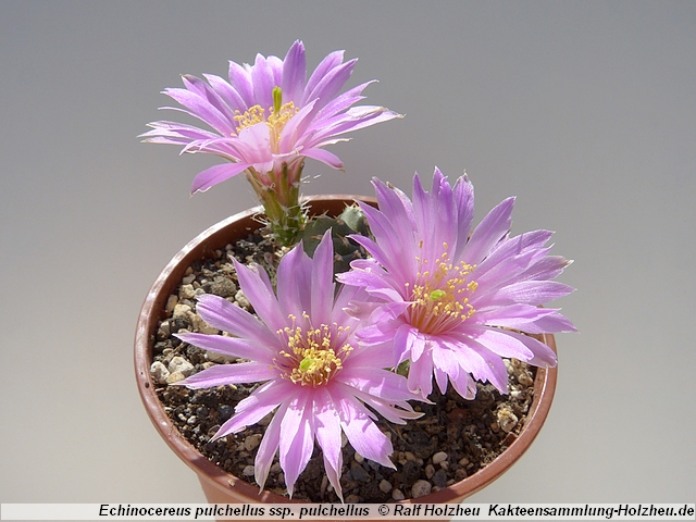 61_Echinocereus_aguirrei.JPG