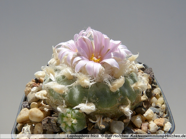 64_Lophophora_fricii_La_Pa_00.JPG