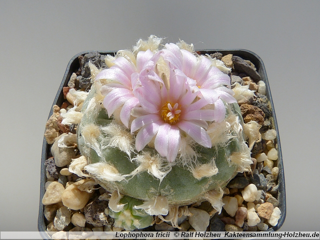 65_Lophophora_fricii_La_Pa_00.JPG