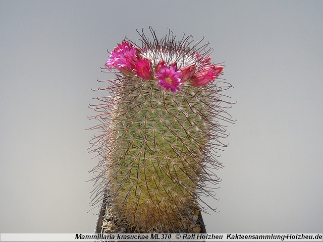 66_Mammillaria_krasuckae_ML370.JPG