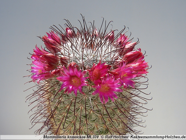 67_Mammillaria_krasuckae_ML370.JPG