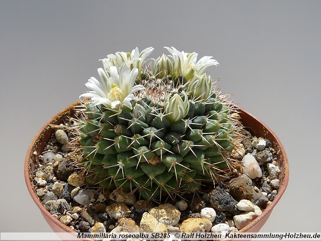 68_Mammillaria_roseoalba_SB285.JPG