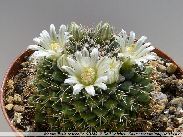 69_Mammillaria_roseoalba_SB285.JPG