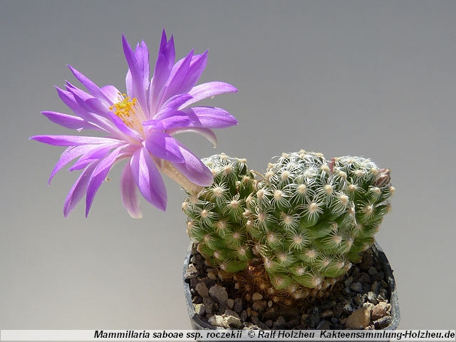 70_Mammillaria_saboae_ssp._roczekii.JPG