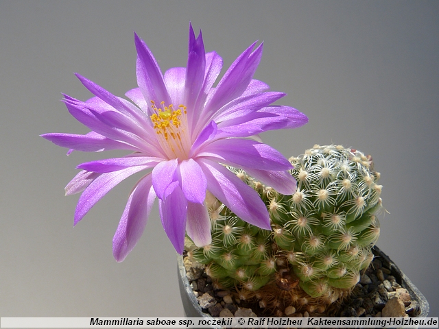 71_Mammillaria_saboae_ssp._roczekii.JPG