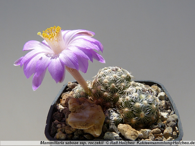 72_Mammillaria_saboae_ssp._roczekii.JPG