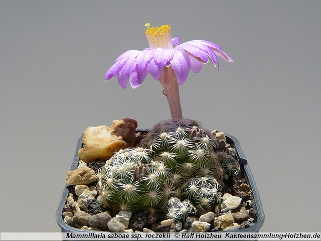 73_Mammillaria_saboae_ssp._roczekii.JPG