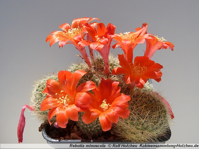 74_Rebutia_minuscula.JPG