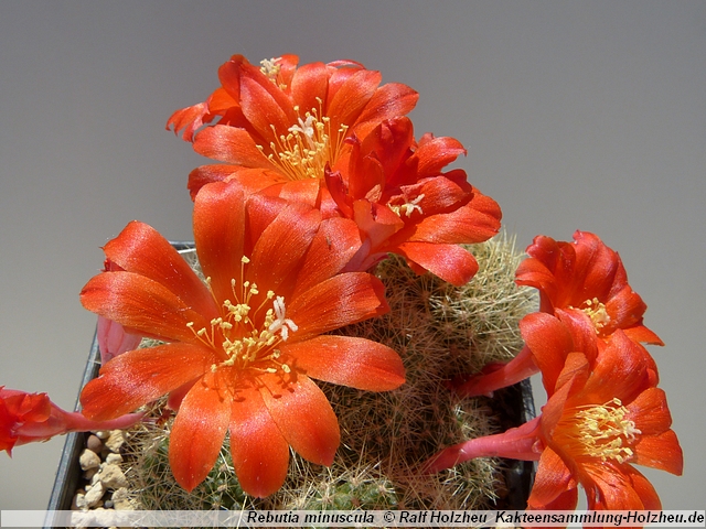 75_Rebutia_minuscula.JPG