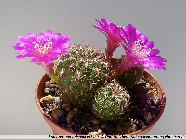 76_Sulcorebutia_crispata_HS260.JPG