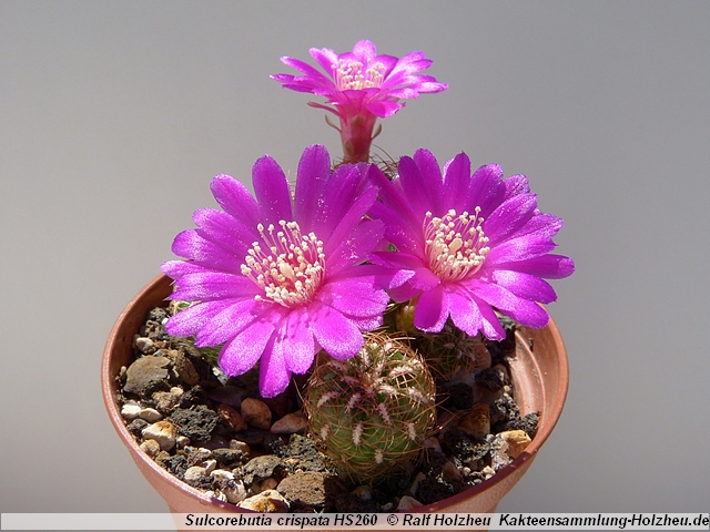 77_Sulcorebutia_crispata_HS260.JPG