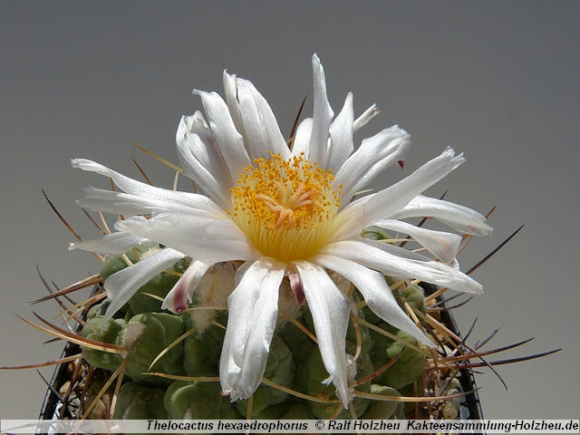 82_Thelocactus_hexaedrophorus.JPG