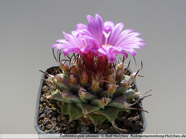 83_Turbinicarpus_alonsoi_Xichu.JPG