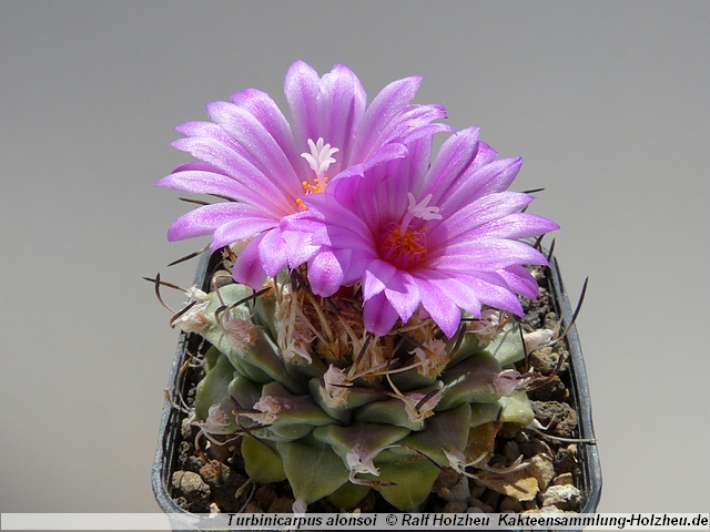 84_Turbinicarpus_alonsoi_Xichu.JPG