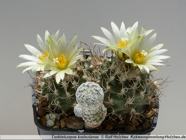 85_Turbinicarpus_krainzianus.JPG