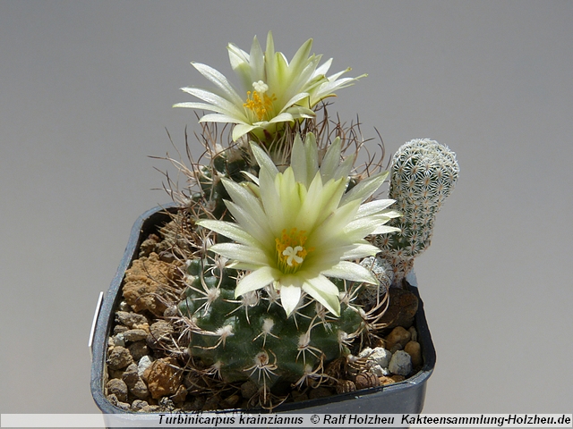 86_Turbinicarpus_krainzianus.JPG