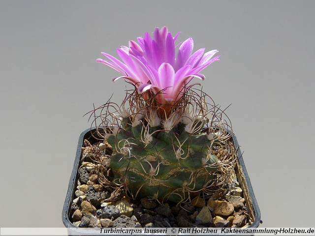 87_Turbinicarpus_lausseri.JPG