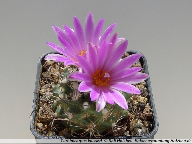 88_Turbinicarpus_lausseri.JPG