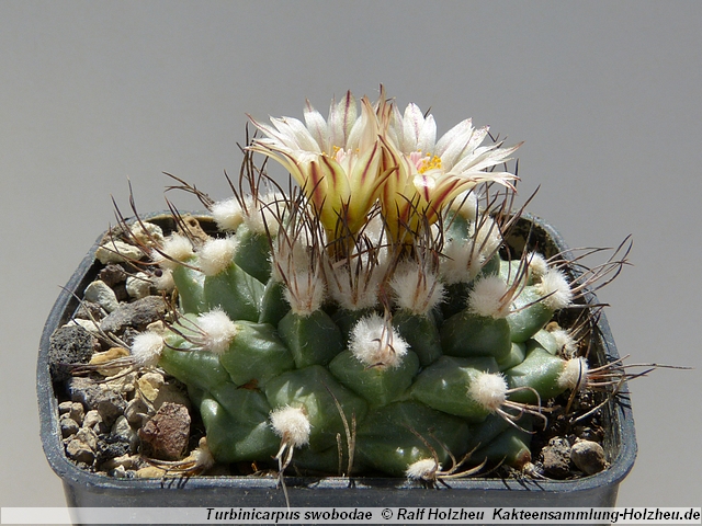 89_Turbinicarpus_swobodae.JPG