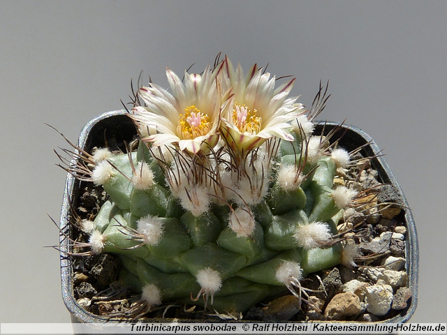 90_Turbinicarpus_swobodae.JPG