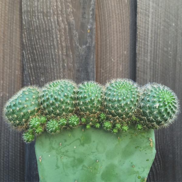 Rebutia miniscula