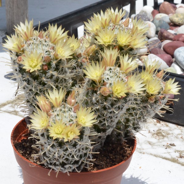 Mammillaria duwei 6/20