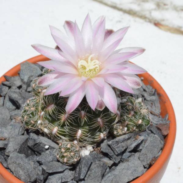 Gymnocalycium bruchii? 6/20