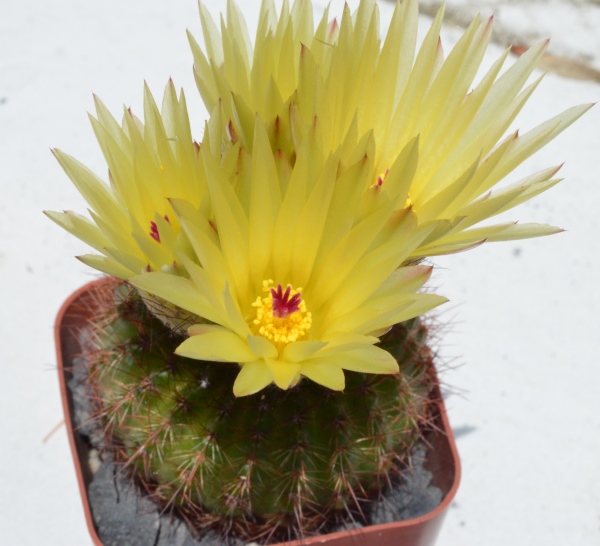 Notocactus/Parodia sp. 6/20