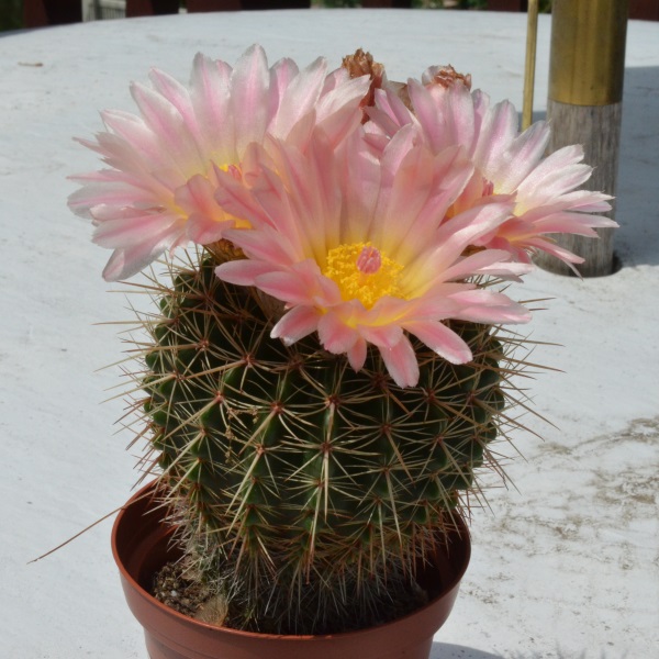 Notocactus/Parodia roseoluteus 7/15