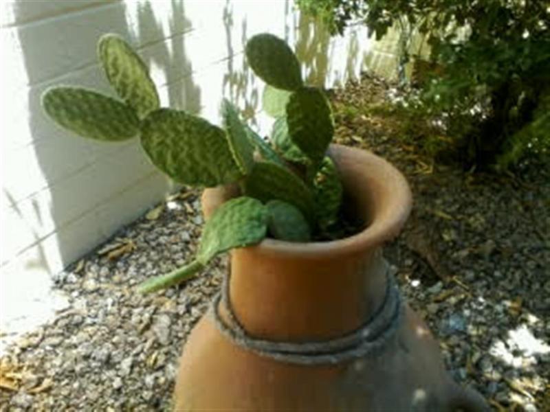 cactus (Large).jpg