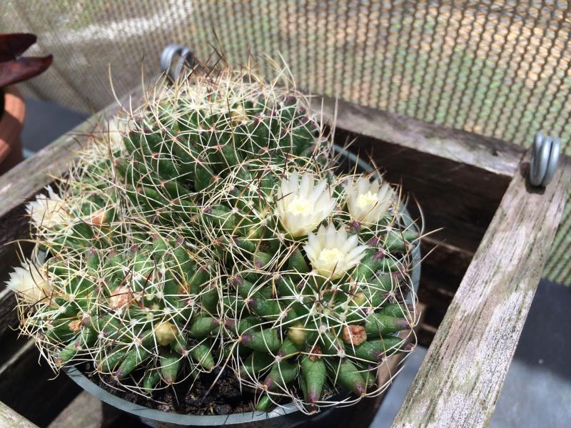 the pot full of Mammillaria decipiens